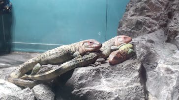 サンシャイン水族館に投稿された画像（2023/6/11）