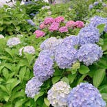 小田原城に投稿された画像（2023/6/11）