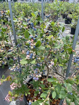 ブルーベリーガーデンやいづに投稿された画像（2023/6/11）