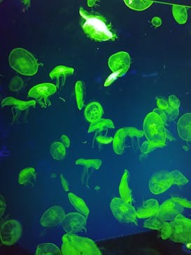 名古屋港水族館に投稿された画像（2023/6/11）