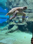 名古屋港水族館に投稿された画像（2023/6/11）
