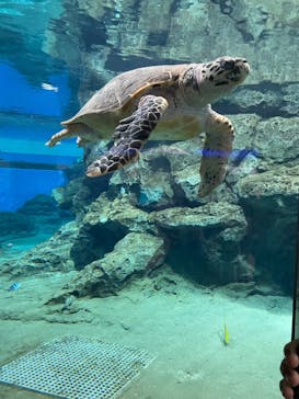 名古屋港水族館に投稿された画像（2023/6/11）