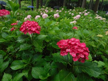 京阪電車に投稿された画像（2023/6/11）