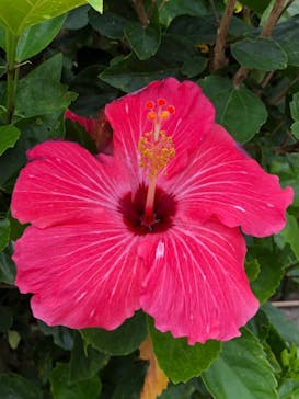 沖縄美ら海水族館に投稿された画像（2023/6/11）