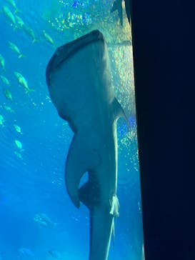 沖縄美ら海水族館に投稿された画像（2023/6/11）