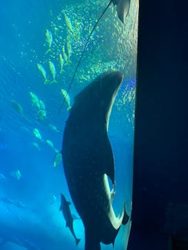 沖縄美ら海水族館に投稿された画像（2023/6/11）