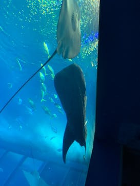 沖縄美ら海水族館に投稿された画像（2023/6/11）