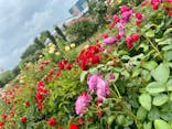 京成バラ園に投稿された画像（2023/6/11）