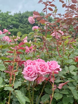 京成バラ園に投稿された画像（2023/6/11）