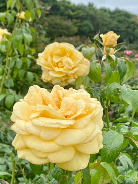 京成バラ園に投稿された画像（2023/6/11）