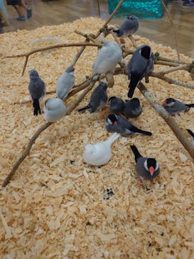 いきもの探検隊湘南に投稿された画像（2023/6/11）