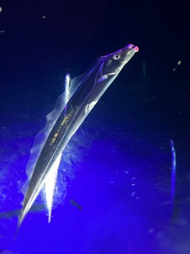 大分マリーンパレス水族館 「うみたまご」に投稿された画像（2023/6/11）