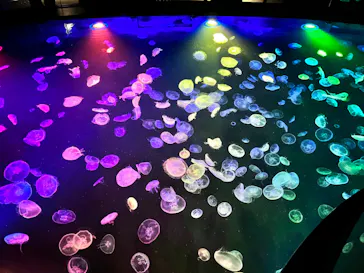 すみだ水族館に投稿された画像（2023/6/11）