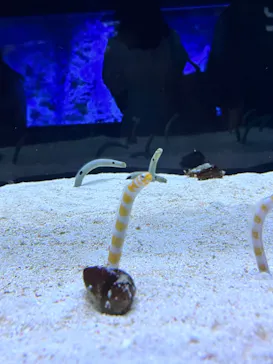 すみだ水族館に投稿された画像（2023/6/11）