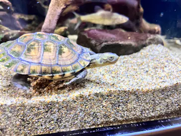 すみだ水族館に投稿された画像（2023/6/11）