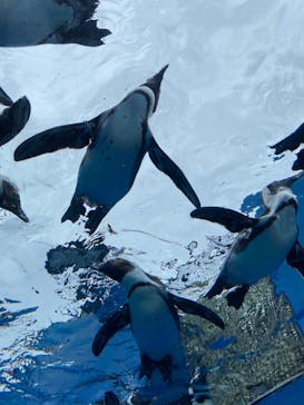 サンシャイン水族館に投稿された画像（2023/6/11）