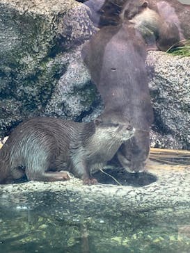サンシャイン水族館に投稿された画像（2023/6/11）