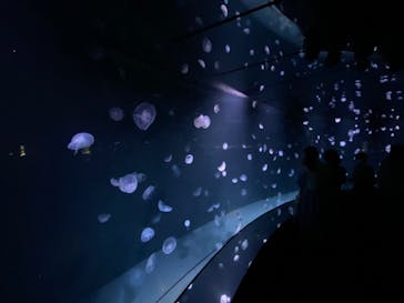 サンシャイン水族館に投稿された画像（2023/6/11）