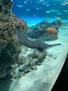 サンシャイン水族館に投稿された画像（2023/6/11）