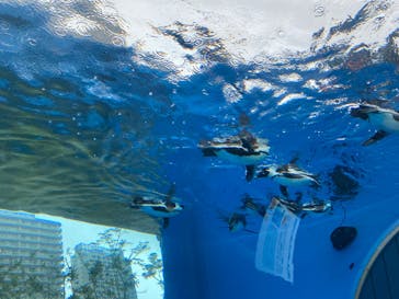 サンシャイン水族館に投稿された画像（2023/6/11）