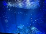 アクアワールド茨城県大洗水族館に投稿された画像（2023/6/11）