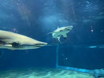 アクアワールド茨城県大洗水族館に投稿された画像（2023/6/11）