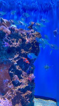 アクアワールド茨城県大洗水族館に投稿された画像（2023/6/11）