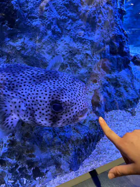 すみだ水族館に投稿された画像（2023/6/11）