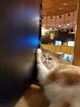 猫カフェモカ 名古屋栄店に投稿された画像（2023/6/11）