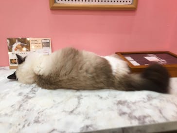 猫カフェモカ イオンモール大日店に投稿された画像（2023/6/11）