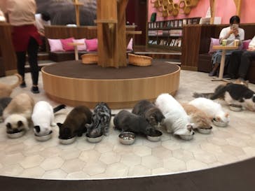 猫カフェモカ イオンモール大日店に投稿された画像（2023/6/11）