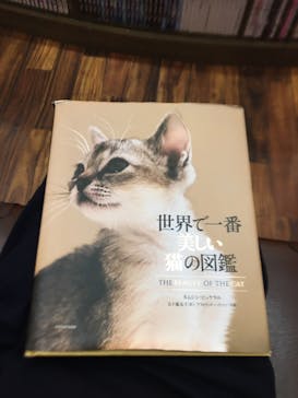 猫カフェモカ イオンモール大日店に投稿された画像（2023/6/11）
