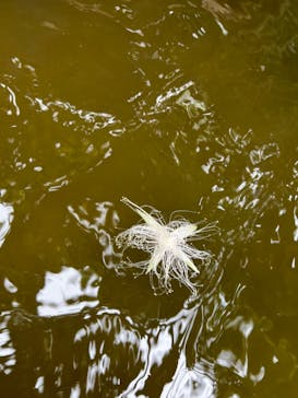 西表島 ADVENTURE PiPi（アドベンチャーピピ）に投稿された画像（2023/6/11）