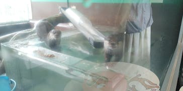 箱根園水族館に投稿された画像（2023/6/11）