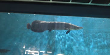 箱根園水族館に投稿された画像（2023/6/11）