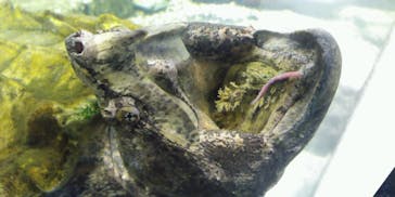 箱根園水族館に投稿された画像（2023/6/11）