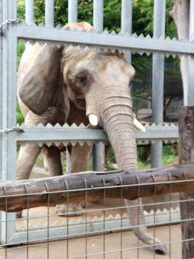 しろとり動物園に投稿された画像（2023/6/11）