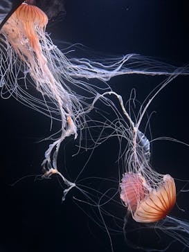 サンシャイン水族館に投稿された画像（2023/6/11）