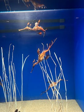 サンシャイン水族館に投稿された画像（2023/6/11）