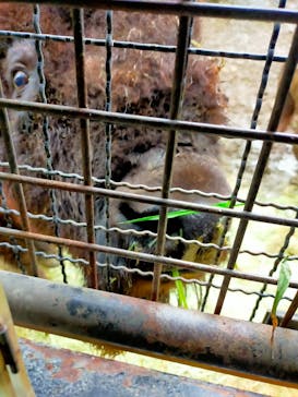 群馬サファリパークに投稿された画像（2023/6/11）