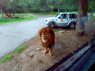 群馬サファリパークに投稿された画像（2023/6/11）