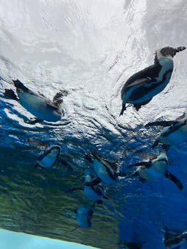 サンシャイン水族館に投稿された画像（2023/6/11）