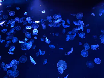 すみだ水族館に投稿された画像（2023/6/11）