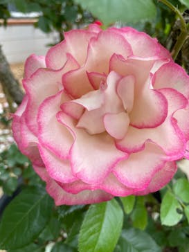 京成バラ園に投稿された画像（2023/6/11）