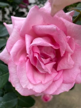 京成バラ園に投稿された画像（2023/6/11）