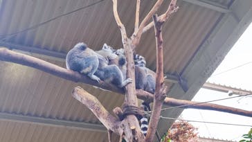 那須どうぶつ王国に投稿された画像（2023/6/12）