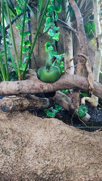 那須どうぶつ王国に投稿された画像（2023/6/12）