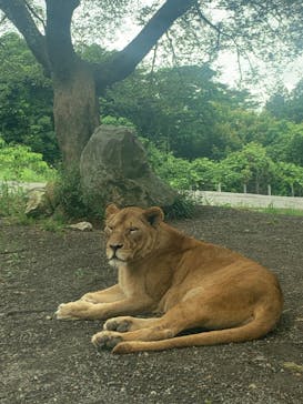 秋吉台自然動物公園 サファリランドに投稿された画像（2023/6/12）