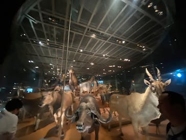 国立科学博物館に投稿された画像（2023/6/12）