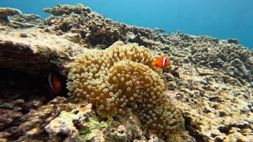 西表島 ADVENTURE PiPi（アドベンチャーピピ）に投稿された画像（2023/6/12）